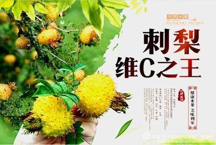 多彩贵州大健康刺梨产业交流会在贵阳隆重举行