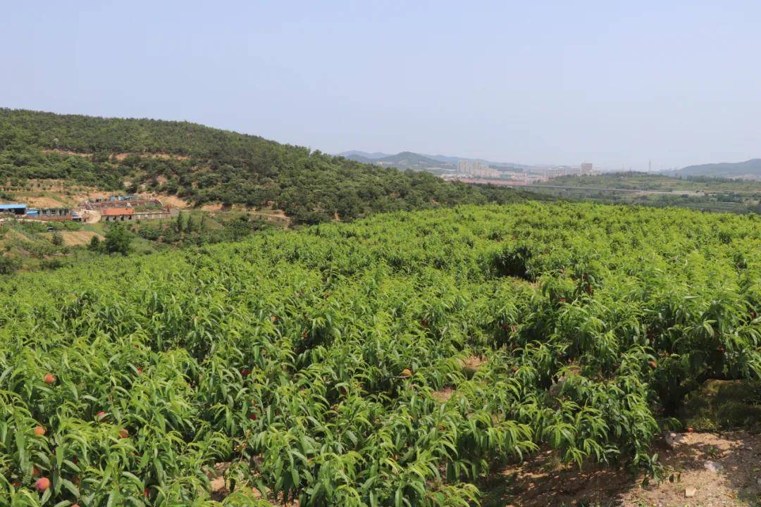 采摘园的桃子丰收了,园主却愁坏了!