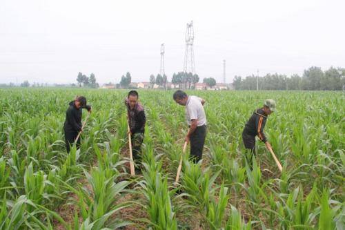 原创今年种玉米,有个管理环节得重视,做好了玉米长得壮实,不易倒伏