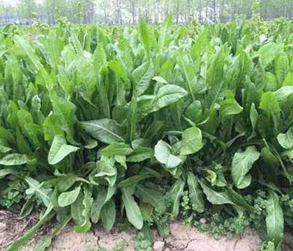 硕参提取物中脂溶性成分和水溶性成分对化学性或酒精性肝损伤均具有