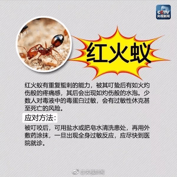 红蚂蚁咬人有毒吗图片