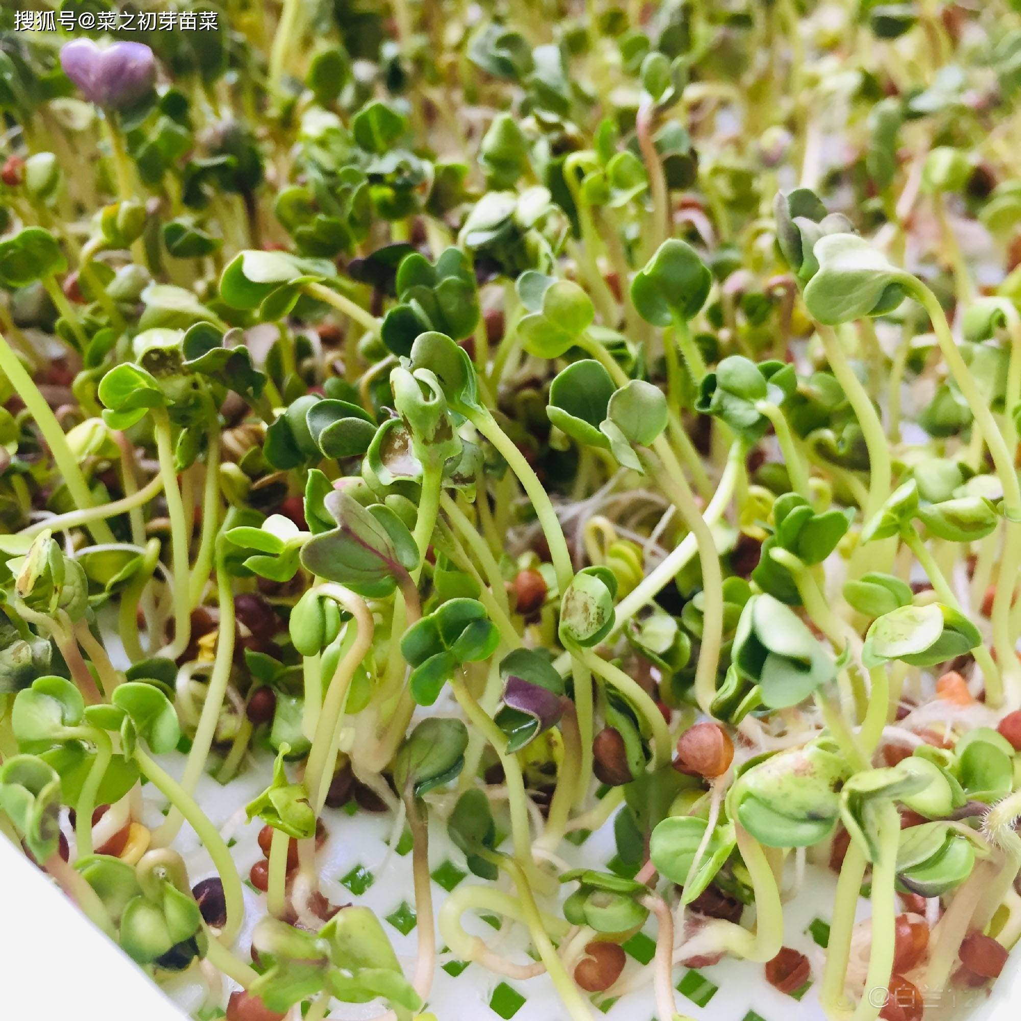 芽苗菜哪里值得市场和大众的追捧