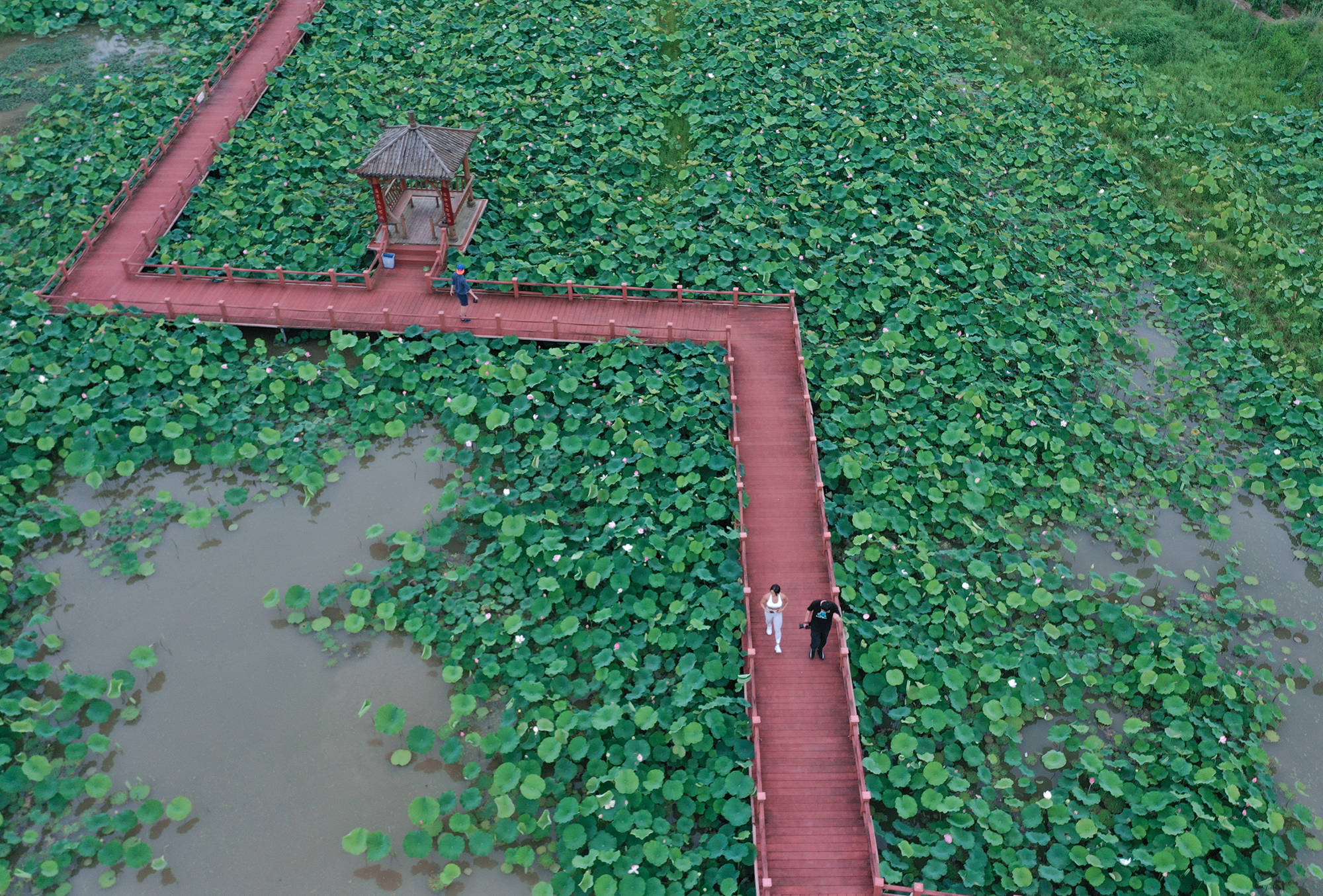 荷塘里修了木栈道,穿过木栈道的尽头有一个围屋------永新围.