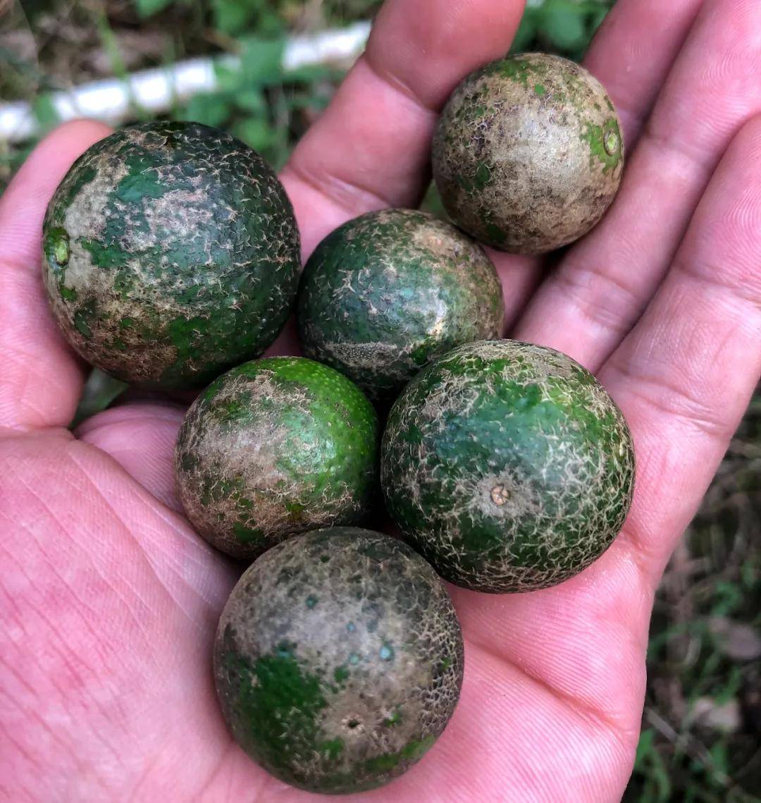 柑橘花皮果什么原因?有办法补救吗?