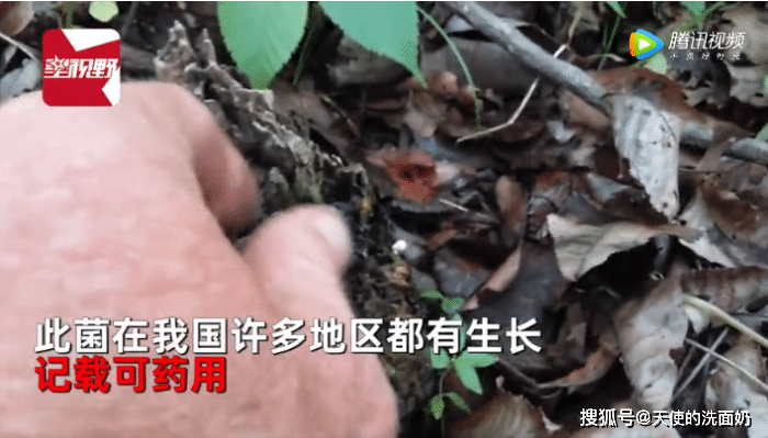 此菌在我国许多地区都有生长,而且据记载可以入药,原来这种长得像人