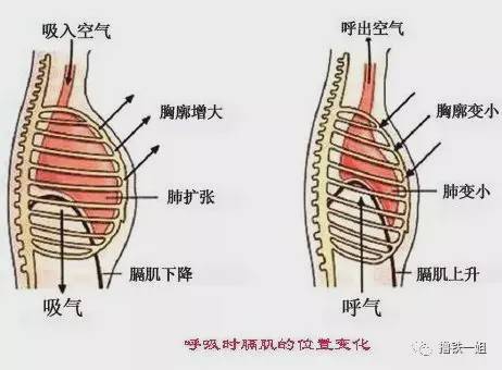 正确的呼吸方式,应该是让胸廓从四面八方打开.