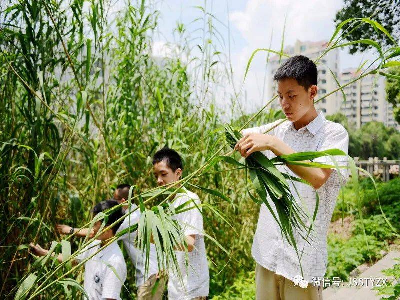 地点:天一生生农场摘芦苇叶——了解粽叶制作当劳动教育遇到传统节日