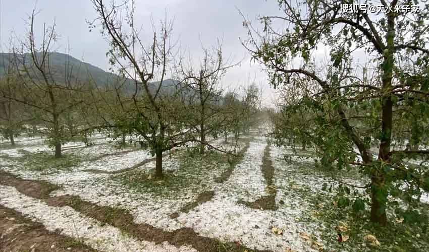 遭受冰雹灾害后花牛苹果树如何抢救?