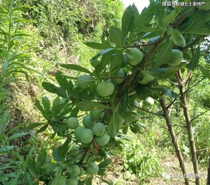 土家水果‖湖北宜昌长阳高山李子纯天然无公害