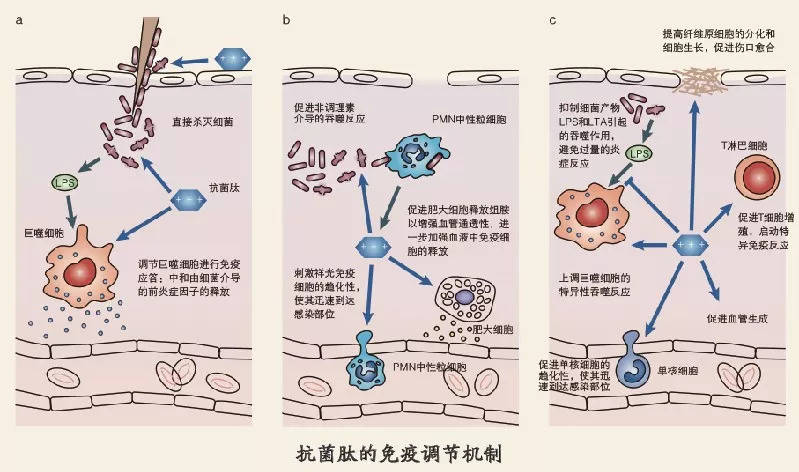 什么是抗菌肽抗菌肽到底有哪些效果固拓生物