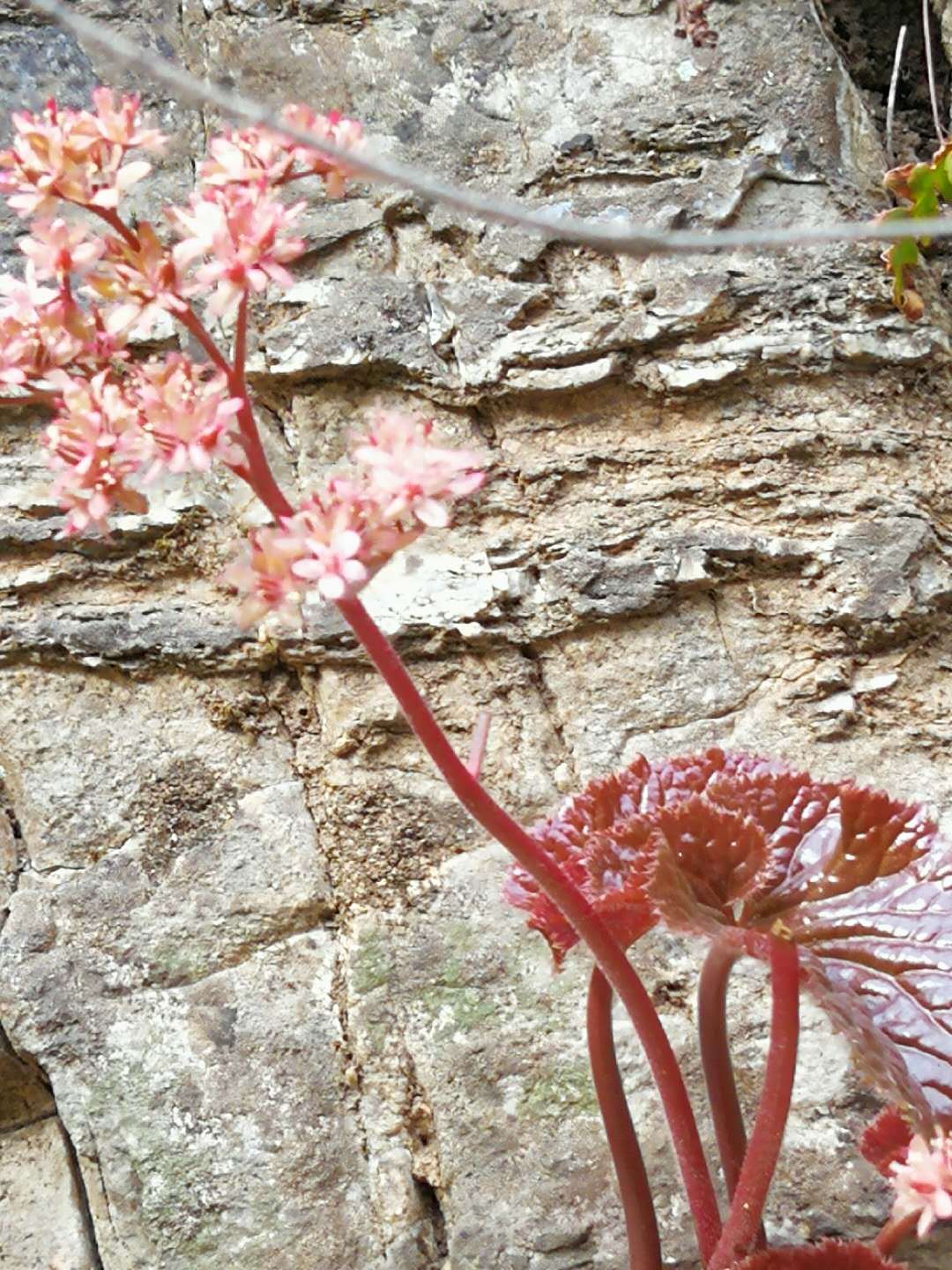 雾灵山的中国特有植物——独根草