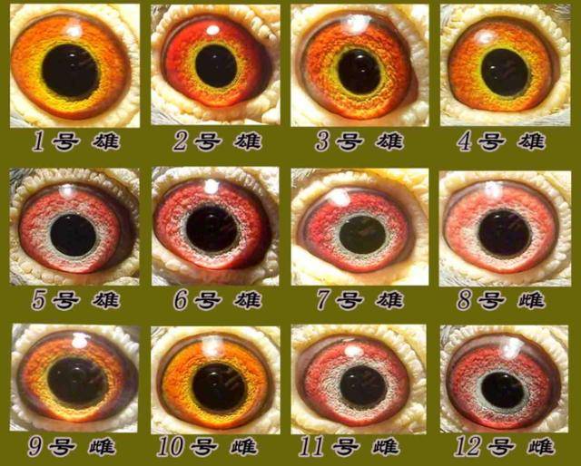 鸽子眼睛分类图片图片
