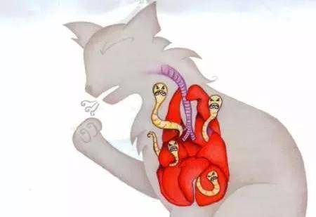原创猫咪感染后0症状的心丝虫,该如何预防?