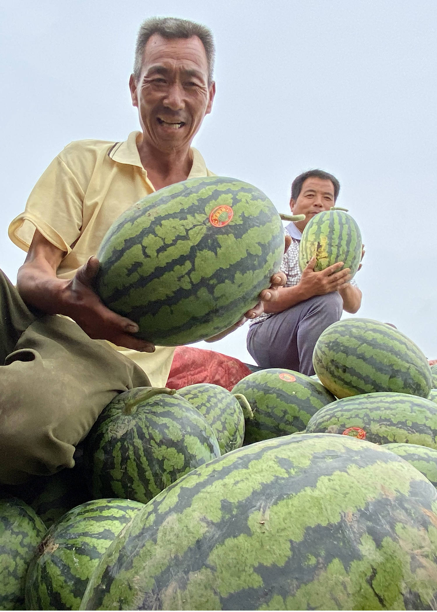 大荔:韦林镇沙甜的大西瓜吸引八方客