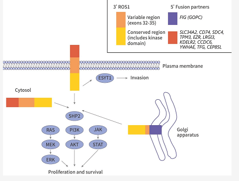非小细胞肺癌与它靶点的研究_包括