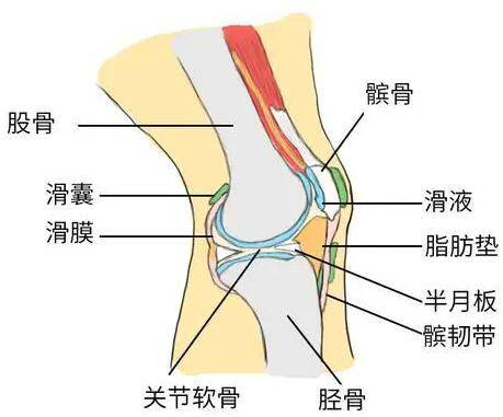 重新认识滑膜炎天龙御骨