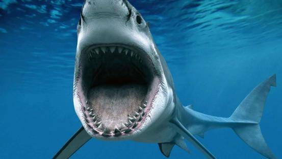 虎鲸为什么只吃大白鲨的肝脏,而不吃它们的肉?