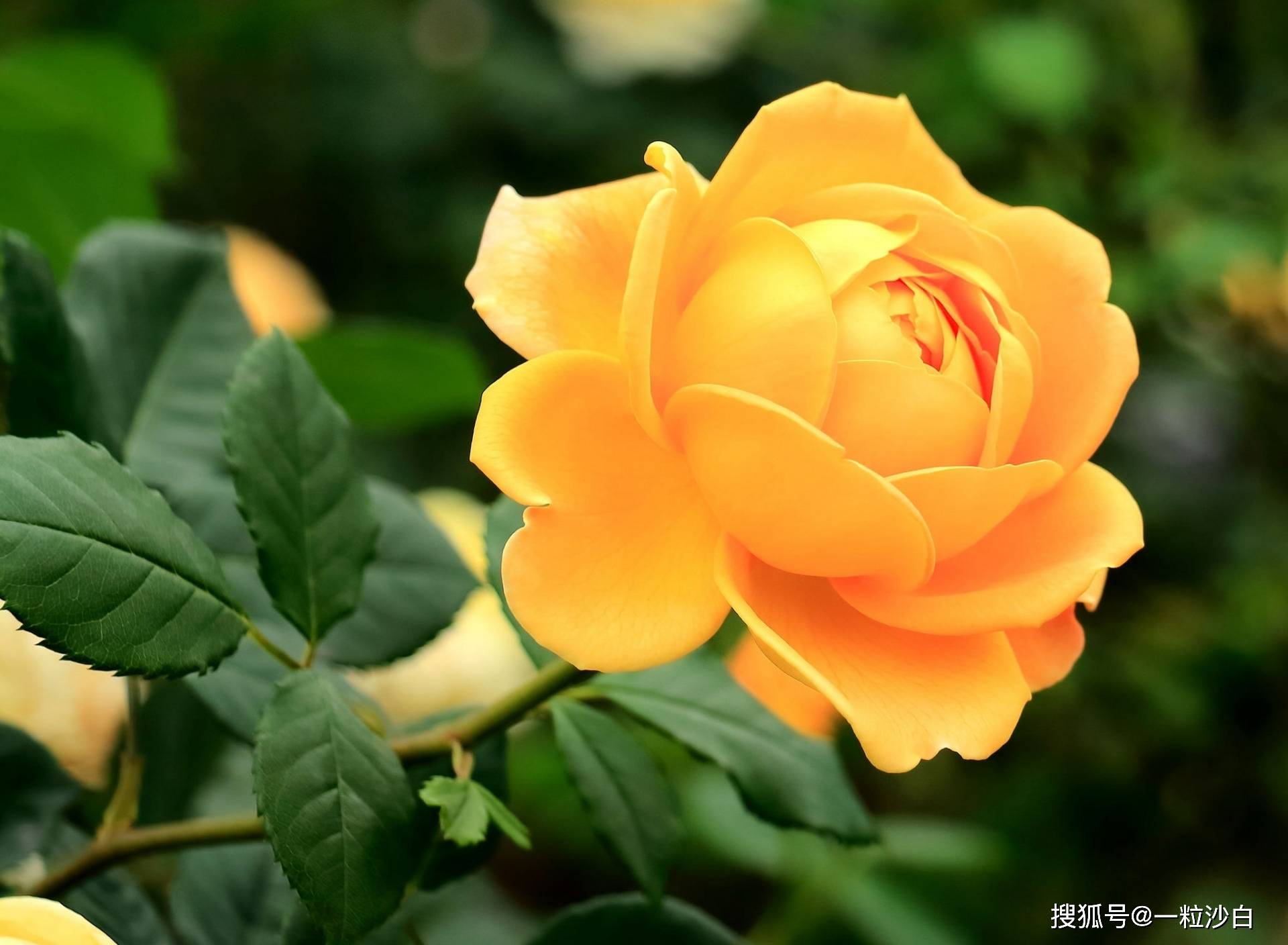 6月1日,生日花黃玫瑰(yellow rose),花語是:幸運(good fortune)