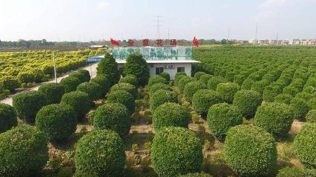 广州全意花卉种植场,是广东园林种植业当之无愧的龙头企业.