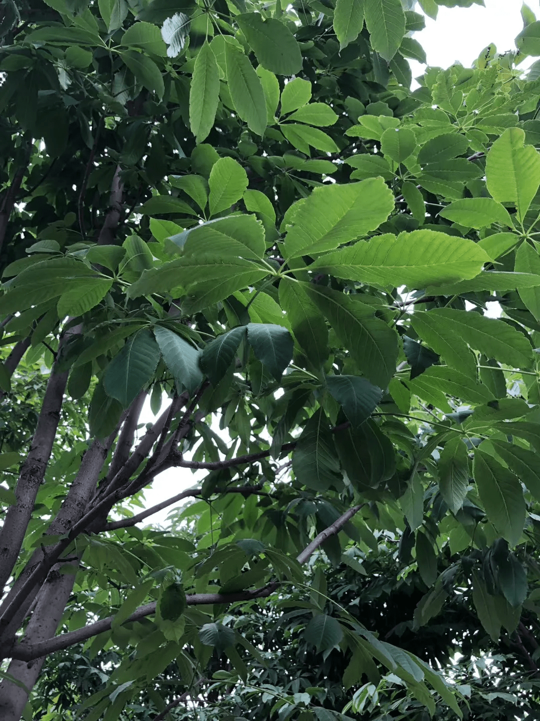 相传佛祖在无忧树下诞生,在菩提树下成佛,在七叶园居住和说法,在