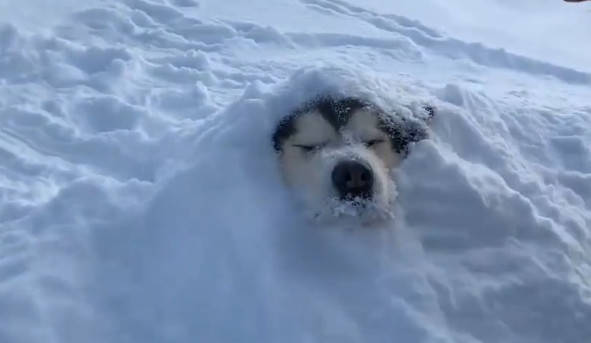原创铲屎官雪埋阿拉斯加,狗子却露出狗头傻笑,这被子其实挺暖和