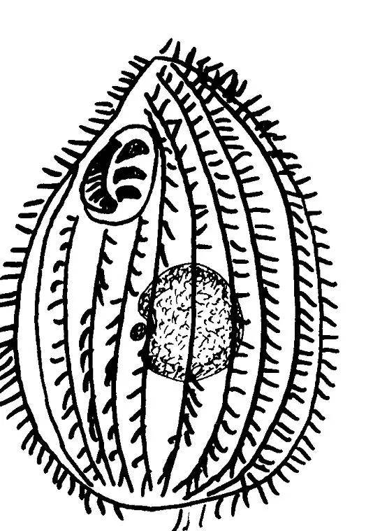 虽然偶尔发现几个四膜虫的物种的rdna含有intron也就是基因间区域(ivs