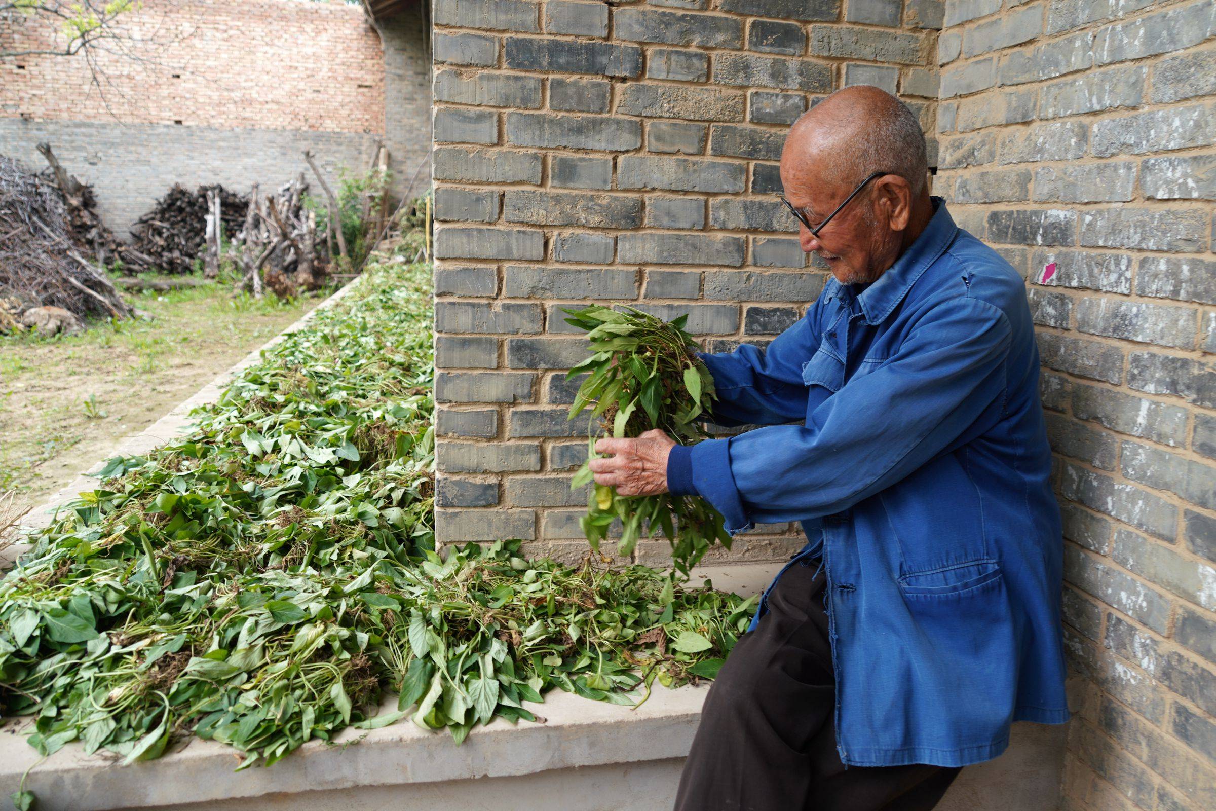 爷爷家里还有几亩苹果地,这段时间苹果树下生长一种叫"无心草"的药材
