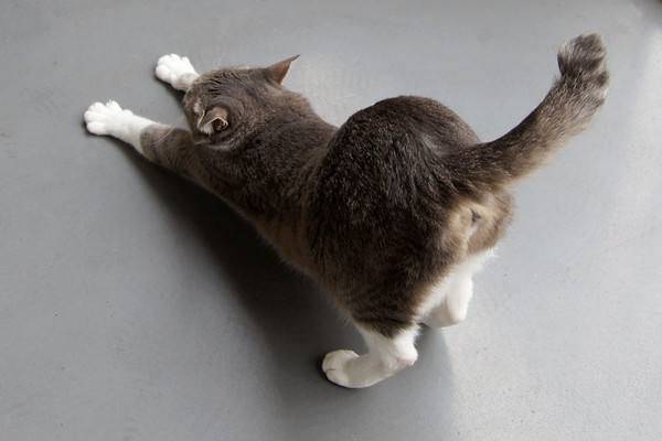猫咪尾巴的不同姿态,分别代表不同的含义,你知道几个?
