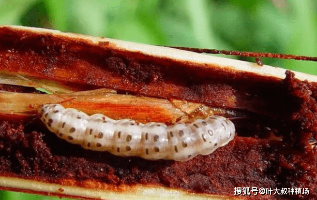 甘蔗主要虫害图谱,甘蔗常见虫害有哪些?