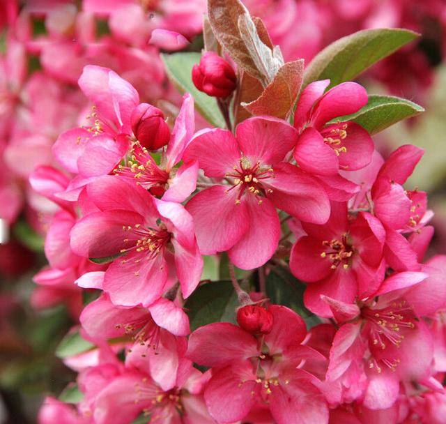 皇家雨點海棠花期3月下旬至4月中旬,花蕾暗黑顏色,盛開後轉為深紫紅色