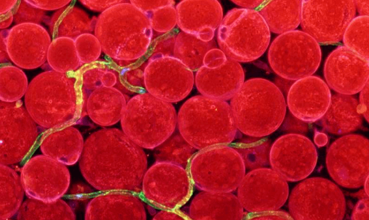 科学家利用活体成像,揭示造血干细胞如何在骨髓内移动