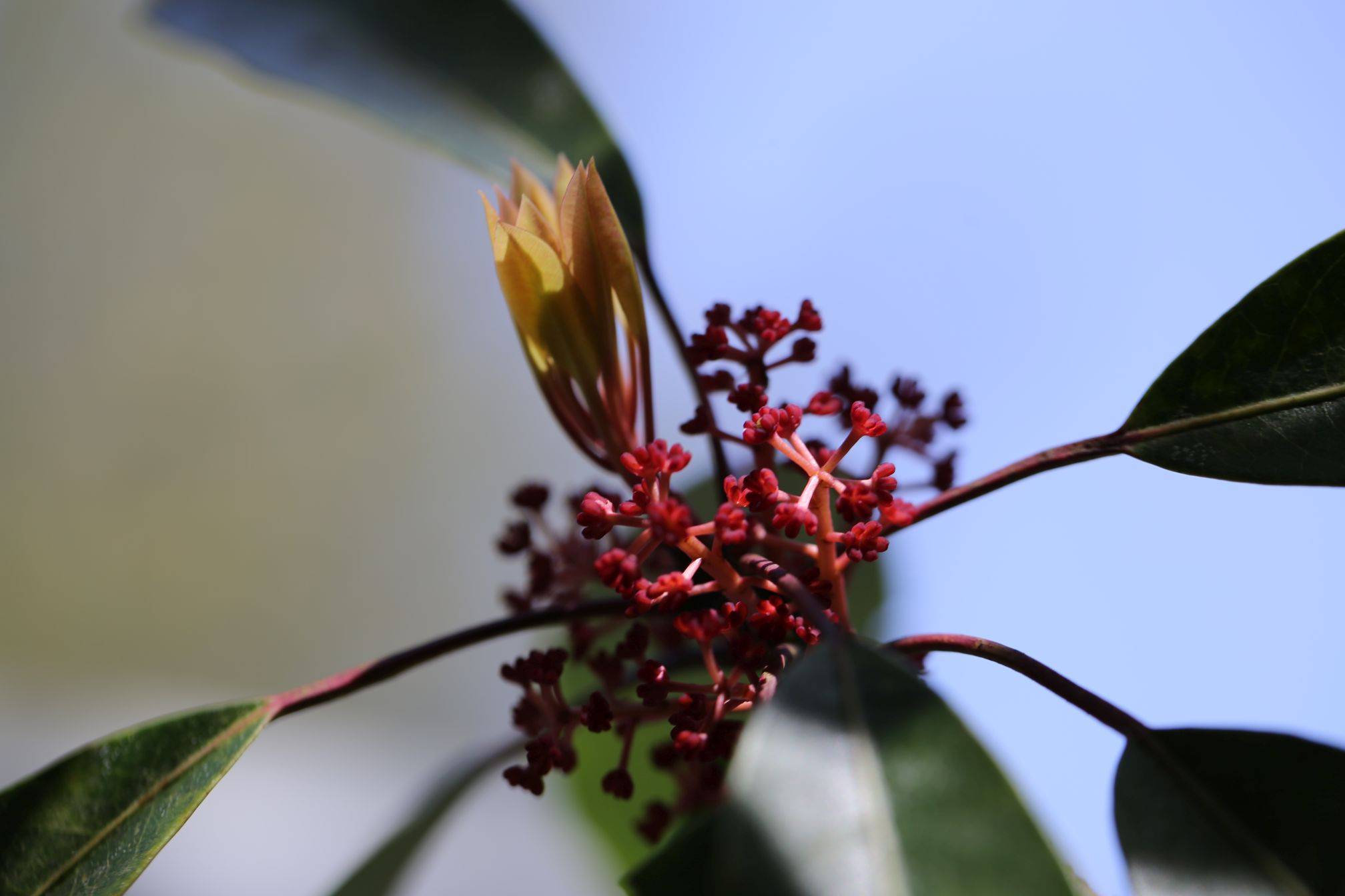 庆元植物1178-虎皮楠科-虎皮楠属-交让木