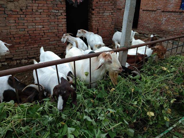 这几点做好养羊还是能赚到钱的小结一下这几年的养羊心得