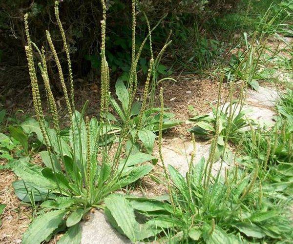 原创一味车前草养生大功效车前草的4大顶级妙用中医都夸赞
