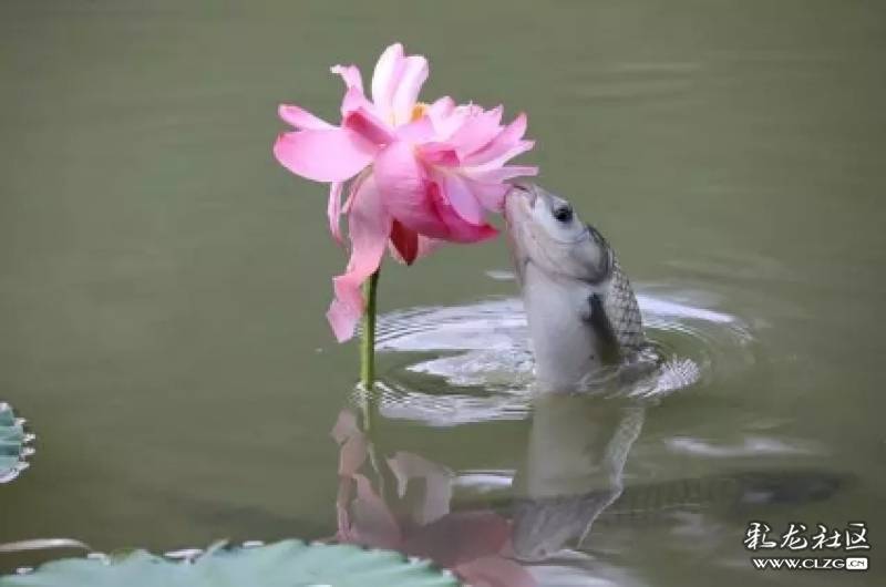 东北松浦镜鲤落户高原农谷-鱼菜共生基地!