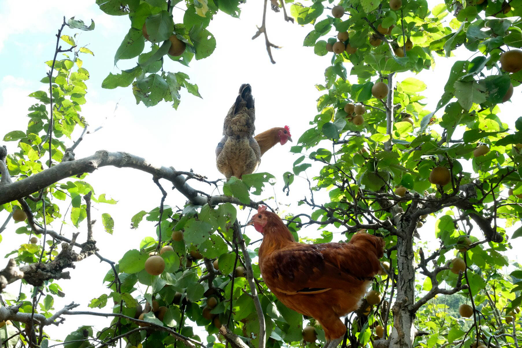 梨园下的脱贫鸡