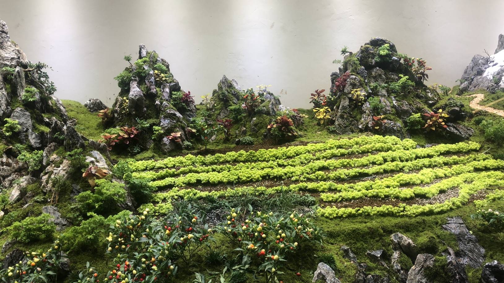 百平方米的超大规模水陆缸,正式开工布景,此次参加布展做景观的人员里