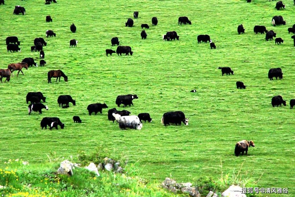 牦牛属于高寒高海拔地带特有的牛种,也是独特的半野生半原始珍惜动物
