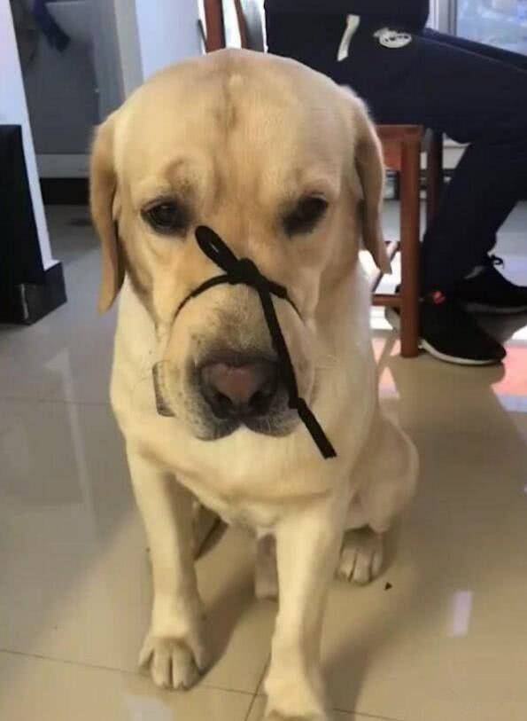 原创狗子夜里乱叫招来邻居投诉,男子隔天捆住了它的嘴:谁让你不听