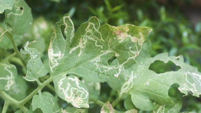 益虫害虫老是分不清楚图鉴它们驱除敌军害虫篇
