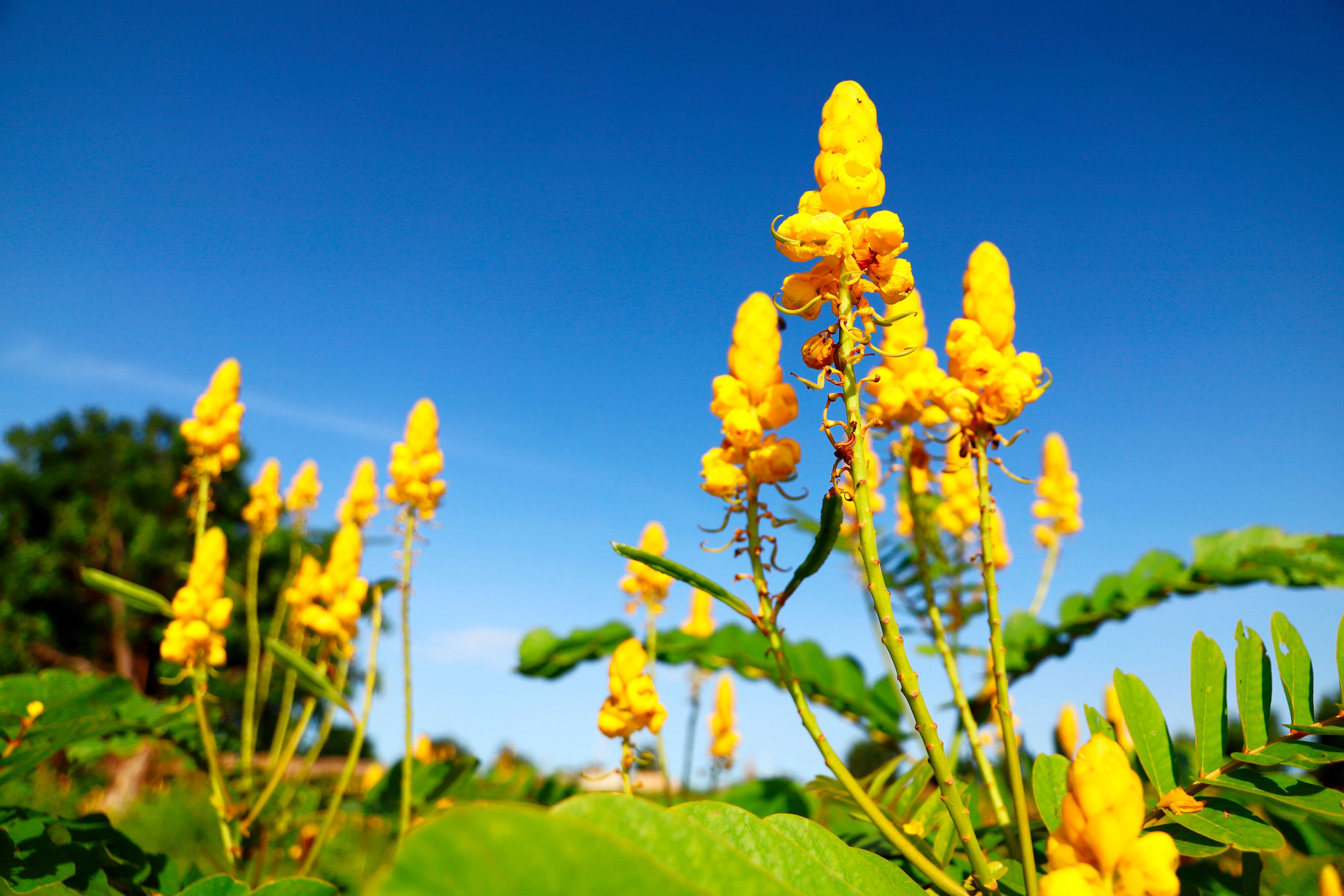 西非布基纳法索风光