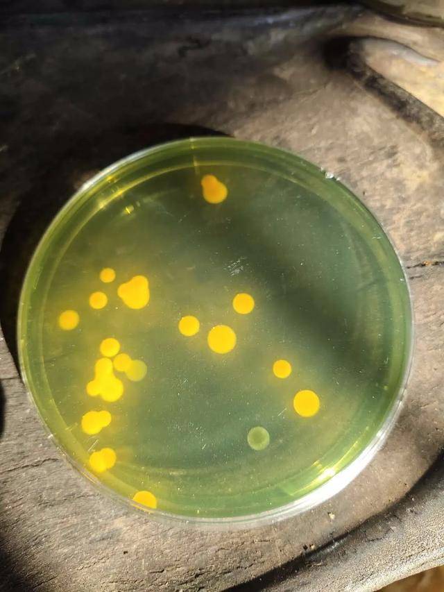 夏天高温肠炎白便爆发,把弧菌赶尽杀绝才安心