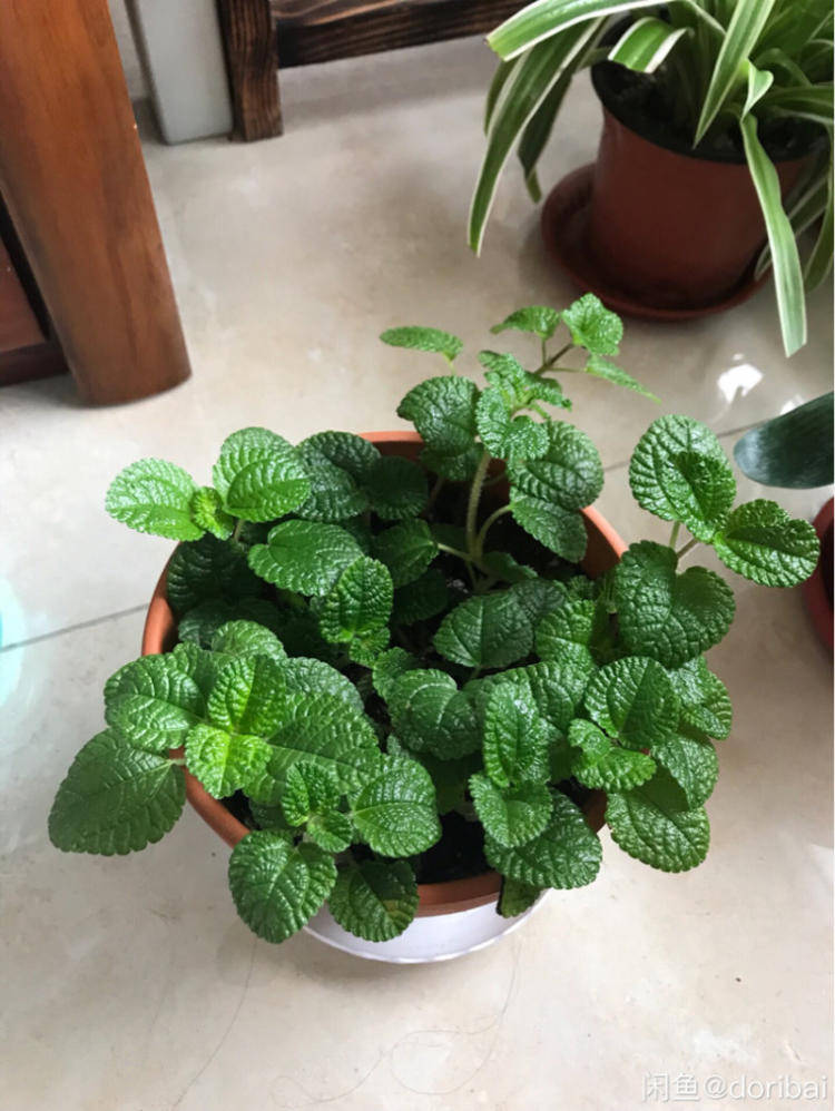 原创除二手烟就养这几种植物让家人远离二手烟困扰