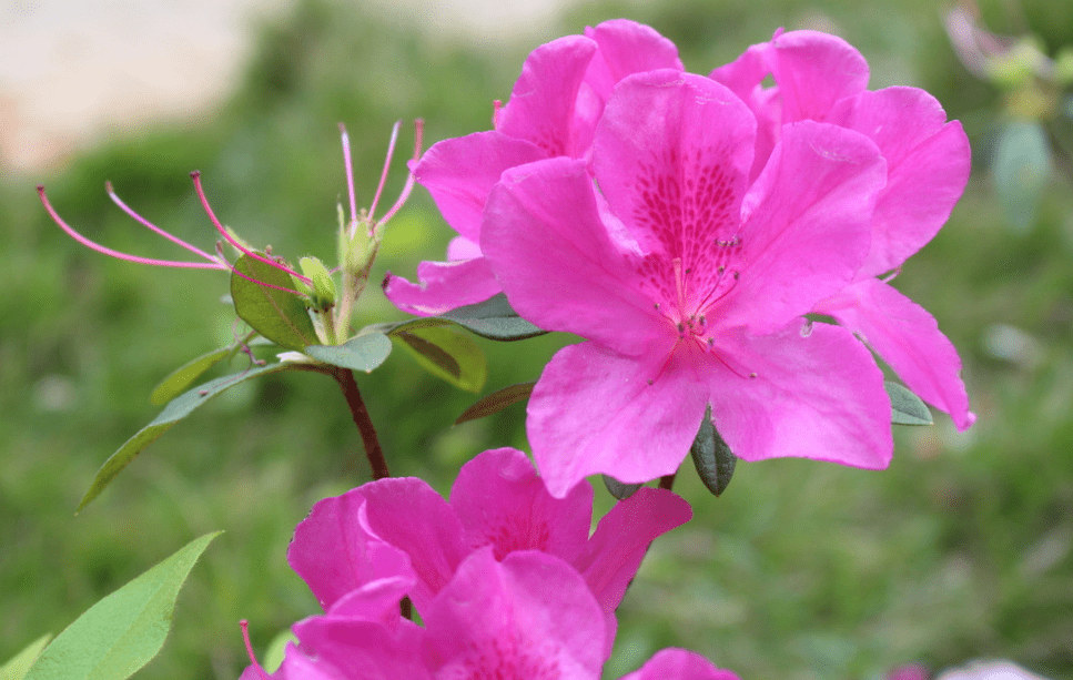 杜鹃花气味图片