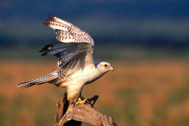 原创海东青究竟是怎样一种鸟女真人和辽国为何会为这种鸟结下世仇