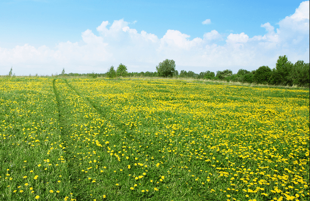 肥沃的黑土地资源,舒兰在数年前就开始大面积的种植和培育人参,蒲公英