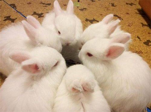 原创英国女子生9只兔子2名医生为她证明国王查验后才知事情不简单
