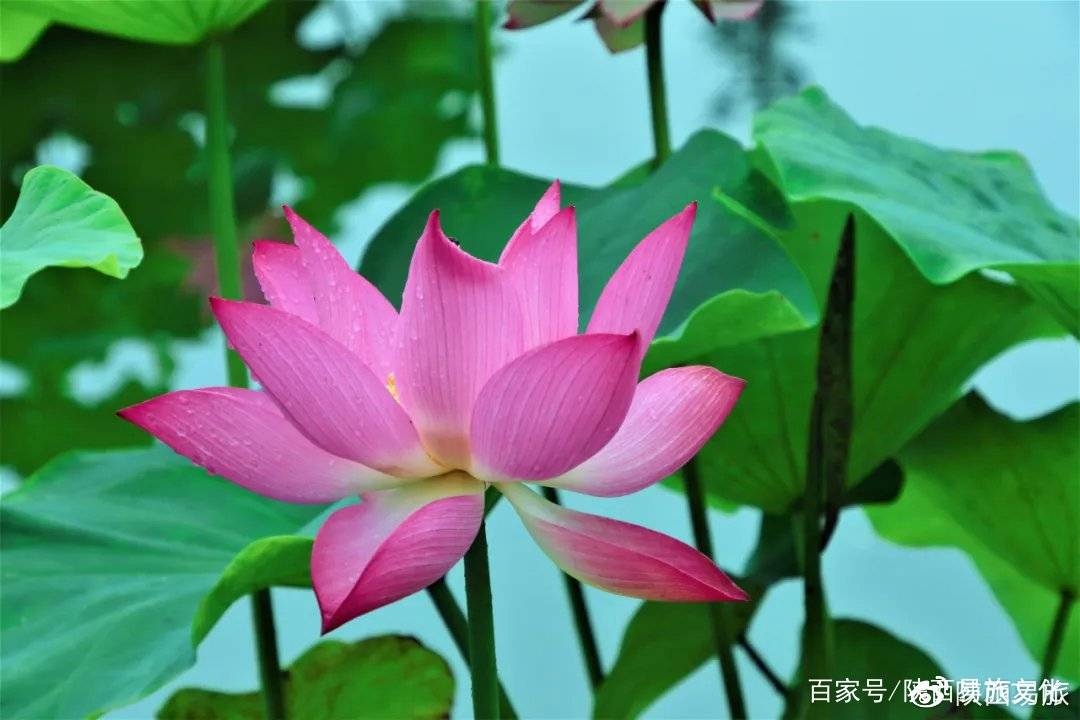 「镜像武功」荷花,美极了!