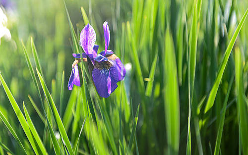 (散文)董学兰:花开水城