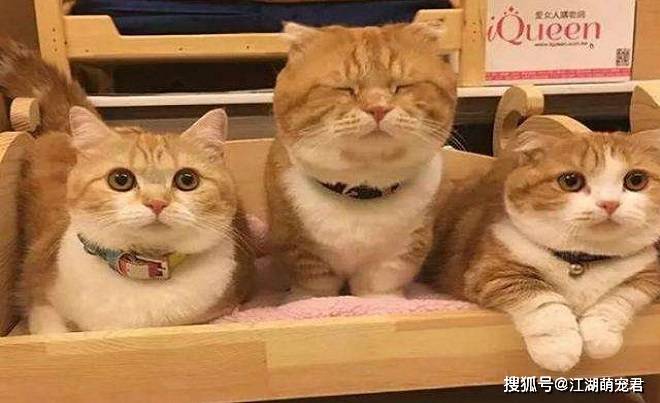你喜欢橘猫吗？带你了解属于橘猫的5个特点_猫咪
